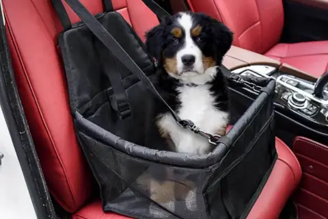Cucciolo di cane in un trasportino per il trasporto cani in auto, seduto sui sedili rossi in pelle.