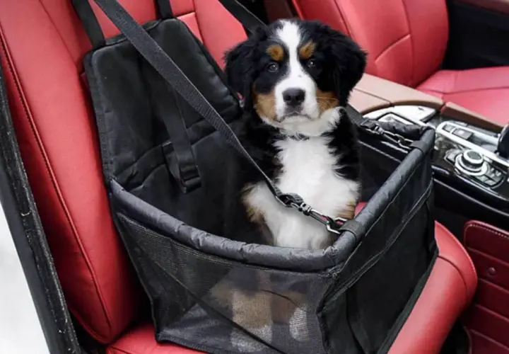 Cucciolo di cane in un trasportino per il trasporto cani in auto, seduto sui sedili rossi in pelle.