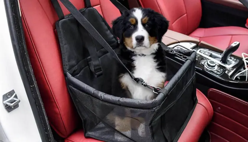 Cucciolo di cane in un trasportino per il trasporto cani in auto, seduto sui sedili rossi in pelle.