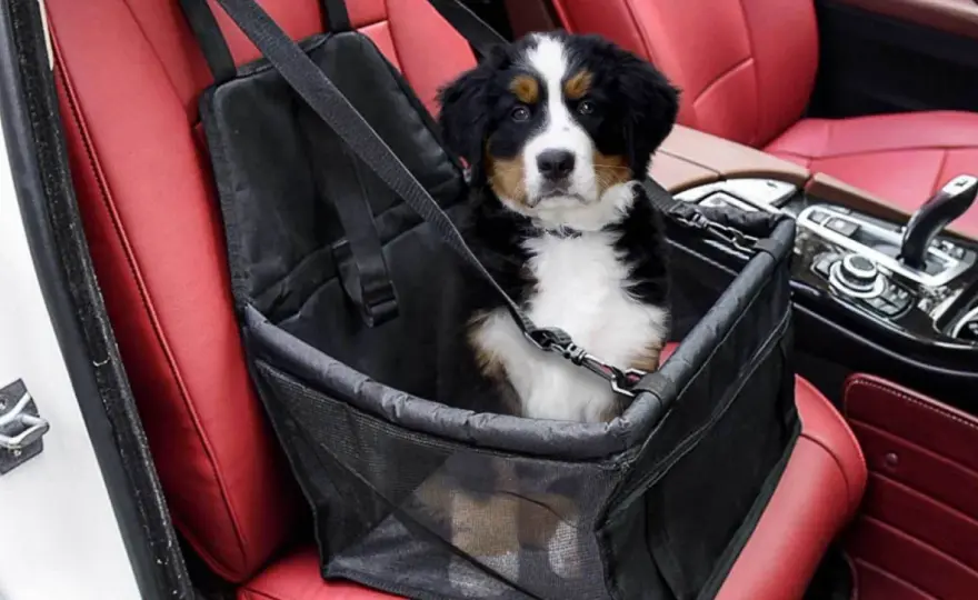 Cane in auto, cosa dice la legge e come viaggiare in sicurezza