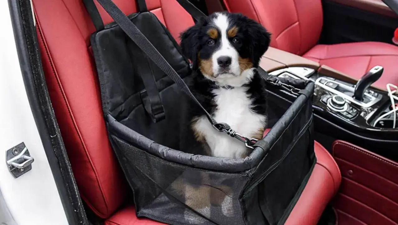 Cucciolo di cane in un trasportino per il trasporto cani in auto, seduto sui sedili rossi in pelle.